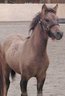 Fohlenaufnahme_2004_Stutfohlen_5Monate.jpg - 