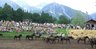 Pferdefest_2006_Huzulenherde.jpg 