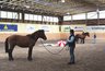 Natural Horsemanship 2007