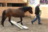 Bild_042_NHS_Kurs_1_mit_Angelika_Wohinz_album.jpg - 