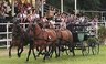 4er_Gespann_SchauprogrammUngarn_frei.jpg - 