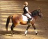 Dressur_1.jpg - 