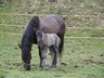 Gisa_mit_Fohlen-2.JPG - 