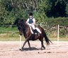 Huzule_verstaerkter_Trab_April_2003.jpg - 