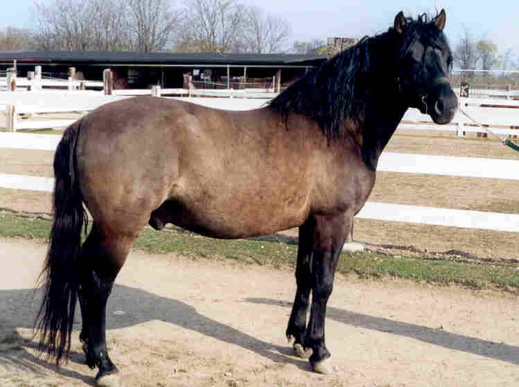 Deckhengst 6627 Gutgul VIII-7 Top