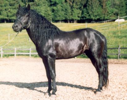 Deckhengst 6666 Goral XIII-27 Top