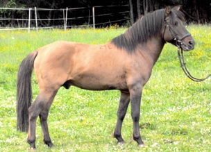 Deckhengst Goral XIX-21 Luc