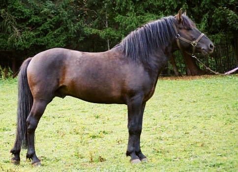 Deckhengst Hroby XXI-99 Luc