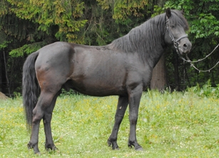 Deckhengst Ousor IX-63 Luc