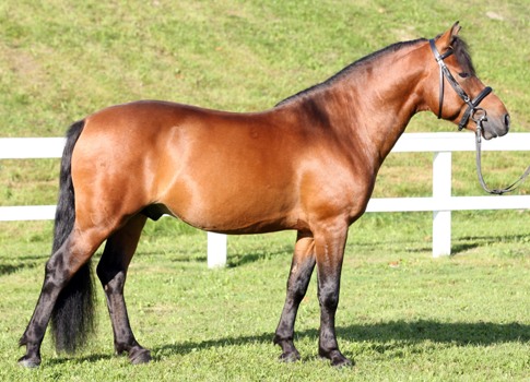 Deckhengst Pionek Polan