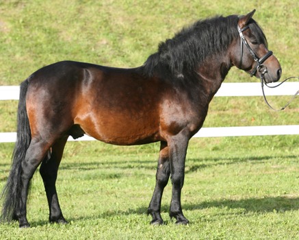 Deckhengst Polo Polan