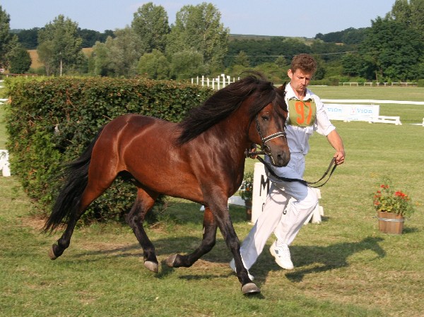 Goral XV Top 2005