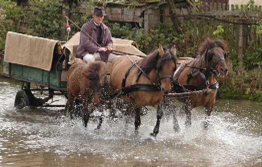 Huzule mit Wagen im Fluss