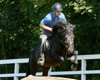 Hengst Polo