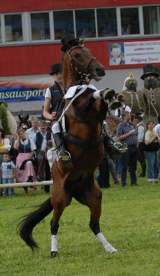Attila auf 2 Hufen