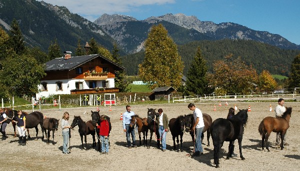 Vorstellen des Fohlenjahrgangs