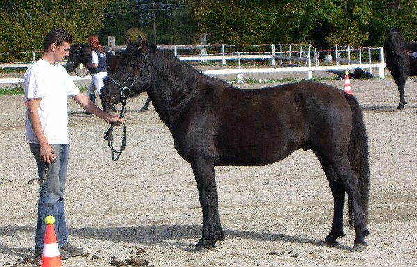 Hengst Hroby XXII-24 Luc._600x800_100KB_Bericht.jpg - 91.39 Kb
