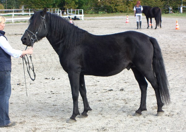 Hengst Ousor IX-63 Luc._600x800_100KB_Bericht.jpg - 96.02 Kb