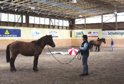 Andrea Steiner